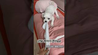 마음씨는 착한 양말 도둑 #강아지일상 #강아지 #shortvideo #shorts #short #puppy #dog #maltese