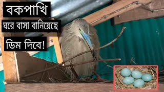 বক পাখির ডিম পাড়ার সময় হইছে 😯 | TheVillageBoy Vlogs