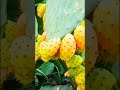 Jangan makan buah kaktus yang berduri nanti keselek#nature #alam