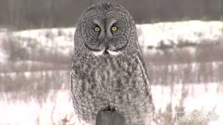 Great Grey Owl hunts mouse