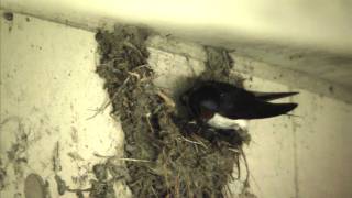 野鳥撮影・ 野鳥動画・ツバメの巣作り　Barn Swallow