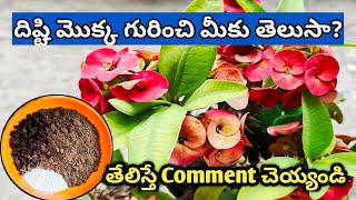 ఈ మొక్కను పెంచుకుంటే ఇంటికి దిష్టి తగలదంట|Euphorbia Milli plant #plants #summer  @MokkalathoManam