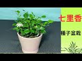 七里香種子盆栽DIY