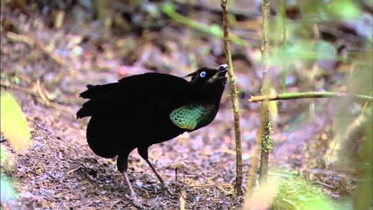 BBC Planet Earth - Birds Of Paradise - YouTube