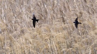 ツバメの夫婦、お家作りの資材調達。(Swallow in Japan)