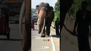 Sinharaja Tusker / Most Beautiful Tuskers in Kanda Udarata 😍❤️🐘