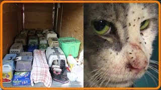 【衝撃】42匹…増えすぎた猫を放置し家を出た飼い主。８ヶ月以上も放置された猫たちが救出される！【世界が感動！涙と感動エピソード】