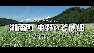 福島の花めぐりより　Ｖｅｒ. 4Ｋ ～ 郡山市湖南町　中野のそば畑 ～