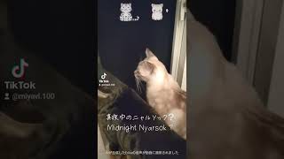 真夜中のニャルソック？（ Midnight Nyarsok ? ）#cat #猫動画 #保護猫 #ニャルソック