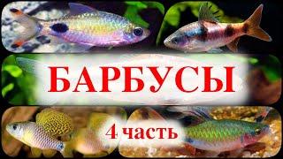 Барбусы в аквариуме виды 4 часть