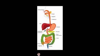 Let's learn the parts of Human Digestive system #shortsfeed #live