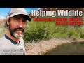 Volunteering for Oregon Department of Fish and Wildlife (ODFW) Part 1