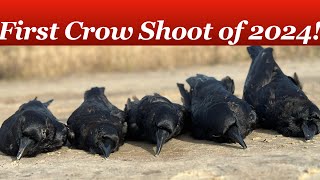 SAVING TURKEYS - One Crow at a Time! Georgia PUBLIC LAND Crow Hunting