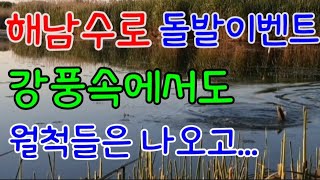 #붕어낚시 돌발이벤트 해남수로 월척급들 강풍속에서도 나오드군요.