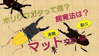 【ホソクワ・ニセネブト】【マット交換】ホソクワガタのマット補充をしてみました【クワガタ飼育法】【HOW TO】【超耐久】