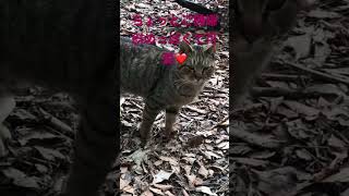 今日は、ご機嫌斜めだにゃ〜🥰　　　　　　　　　　　　　 #ねこ動画 #ねこのいる生活 #猫 #ねこ #ねこ部 #猫