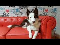 top 10 las peores travesuras de mel mi perro border collie