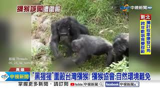 獼猴誤闖動物園竟\