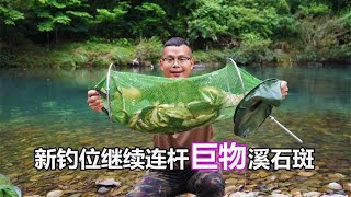 深山溪流野钓，没想到连续2天碰到巨物溪石斑鱼群，又要拔河了