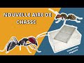 Naissances de major chez mes Fourmis géante d'Asie ( C.singularis ) - Changement d'aire de chasse .