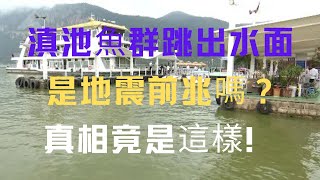 為什麽滇池的白鰱魚會無故死亡？滇池魚群死亡之謎，滇池魚群死亡事件背後的原因，滇池魚群跳躍死亡，真相竟是這樣！