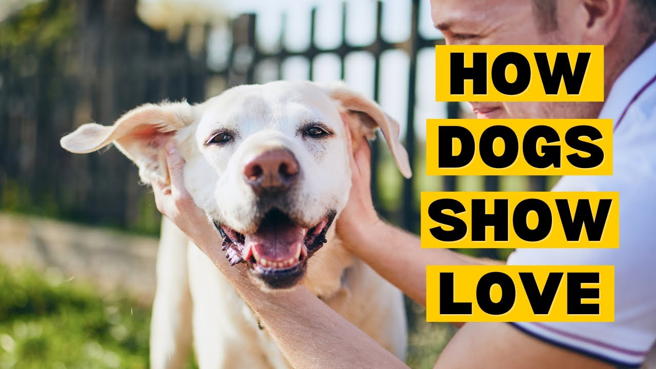 10 Ways Dogs Show Love Youtube