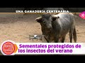 Toros para todos |Cómo mantener libres de mosquitos a los sementales durante tres meses