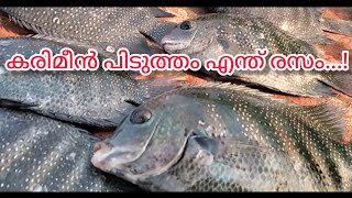 കരിമീൻ പിടിത്തം എന്ത് രസം.. 😱fishing kerala|karimin fishing | fishing