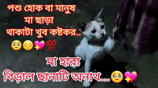 বিড়াল ছানাটি অনাথ। #vlog #animalvideos  #alltimeapurba