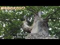 北海道の巨樹・巨木　no 02　緋牛内の大カシワ　hokkaido famous tree japanese emperor oak