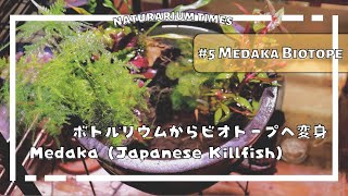 #5 【メダカビオトープ】かわいいメダカ達と植物の共存  新しい住処レイアウト編  【Making lushly green natural Biotope for Medakas】