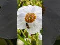 white meconopsis the enchanting himalayan poppy in bloom shorts whiteflowers @plants world