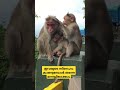 കളങ്കം ഇല്ലാത്ത സ്നേഹം wayanad monkey love