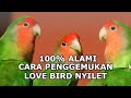 CARA MENGGEMUKAN LOVE BIRD KURUS, TIPS LOVE BIRD AGAR CEPAT GEMUK DAN BERTUBUH IDEAL