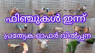 നീല മുഖം തത്ത ഫിഞ്ച് ബ്രീഡിംഗ് ജോഡി-4500 #birds #finches #nagercoil brothers #farm