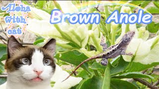 ブーゲンビリアに住むハワイのトカゲが美しいんです Brown Anole