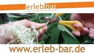 Kleines ABC der Erntehilfen – Holunderblüten ernten