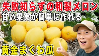 黄金まくわ瓜収穫　簡単に作れて実がボコボコなる　これぞ日本のメロン！