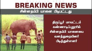 BREAKING: சின்னதம்பி யானையை வனத்துறையினர் மயக்க ஊசி செலுத்தி பிடித்தனர் #ChinnaThambi