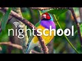 NightSchool: Color of Life