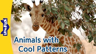 Fun with Animal Patterns for Kids | Cheetah, Ladybug, Siberian Tiger, Zebra, Giraffe | Little Fox