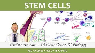 Stem cells - Post 16 Biology (A Level, Pre-U, IB, AP Bio)