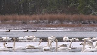 Nature: Swans