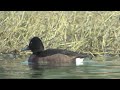 野鳥撮影・ メジロガモの交雑　ferruginous duck