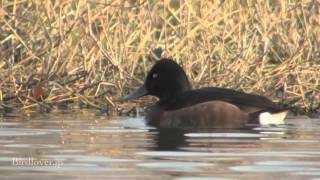 野鳥撮影・ メジロガモの交雑　Ferruginous Duck