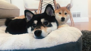 Two Shibas Seeing \