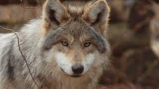 On The Track (of Unknown Animals) Ep. 93 (Tajikistan expedition, Dog headed men, slowworm sex etc)