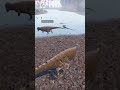 briga de deinos flyp dinosaur theisleevrima legacy theislegame