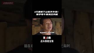 黑龍江兇獸重現江湖，懷孕母牛接連被掏空內臟：是兇獸下山還是聯手作案？ #奇闻