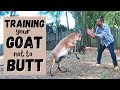 How To Train Your Goat Not To Butt: Proven Techniques For Calm Behaviour | HappyGoatAdventures.org